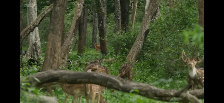 Indian dhole (Cuon alpinus adjustus) as shown in Planet Earth III - Forests